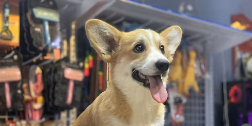 Personalize Your Pet Products