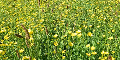 Owlthorpe Fields Plant Walk With Gerry Firkins