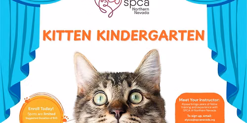SPCA-NN's Kitten Kindergarten