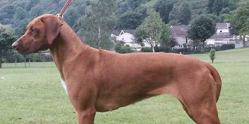 RRCS November Championship Show