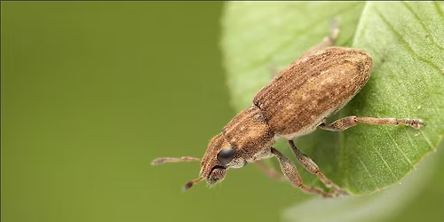Introduction to Weevil ID