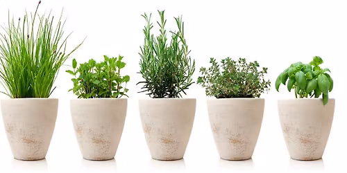 Valley of Virginia 25th Annual Herb Sale