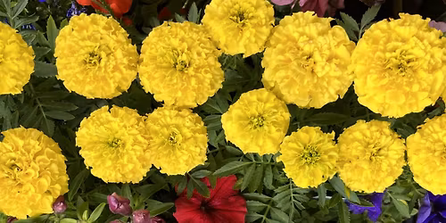 St. Michael Plant Sale