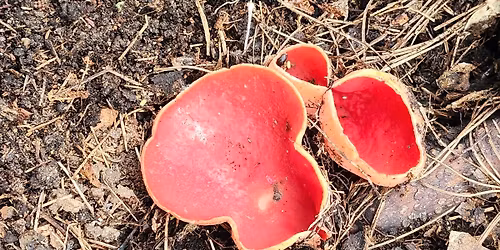Ascomycota Fungi of Michigan