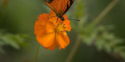 Make Water Work - Xeriscape Drought Resistant Gardening
