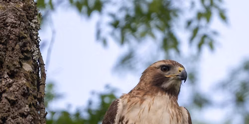 Boro Birding 101 - Part 4