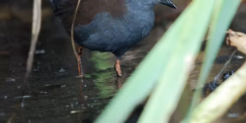 Canning River Regional Park - morning excursion