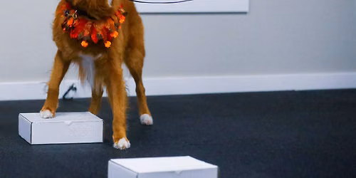 Scent work Games at 6.30pm