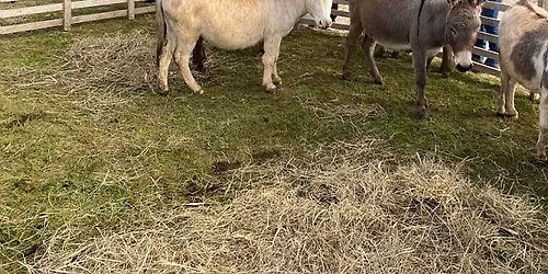 Journ\u00e9e pastorale de la f\u00eate des bergers