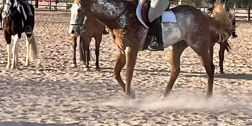 The Mane Event All Breed Buckle Circuit #7