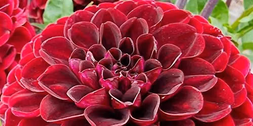 Browse and Bloom in Downtown Kent