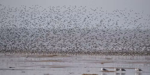 Field Trip - West Kirby