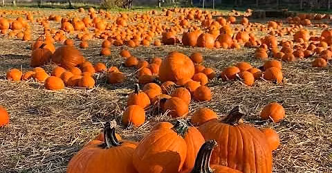 Governors Island Pumpkin Festival Fall Colors Walk