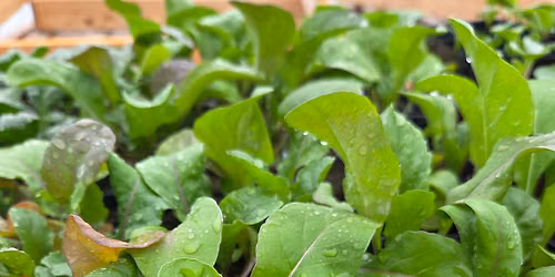 How to Grow Greens