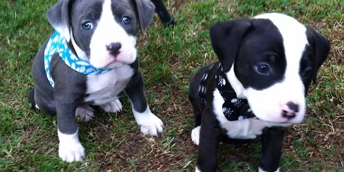 *LAST* Puppy Social 10 weeks to 4 months of 2025!!