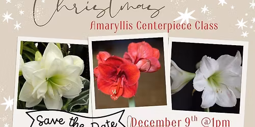 Christmas Amaryllis Center Piece Class