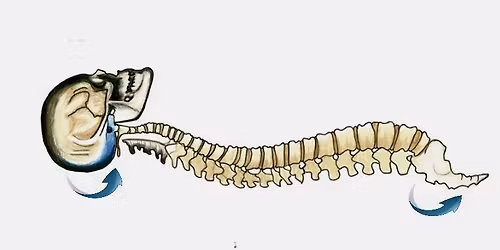 Cranio Sacrale - Corso con rilascio di attestato