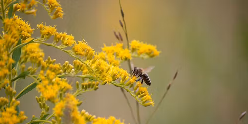 Gardening and Planting for Pollinators 2026