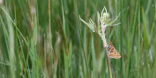 Butterfly Walk at Langaford Farm