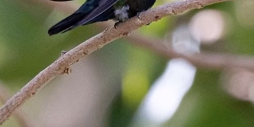 AAS Program - Endemic Birds of Puerto Rico with Lisa Lazarus