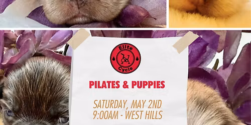 Pilates & Puppies!