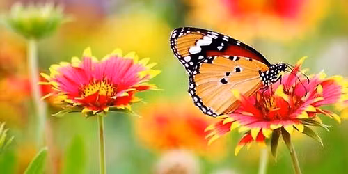 Spring Fling at the Carroll County Farmer's Market