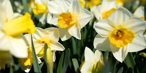 Narciz\u0173 \u017eyd\u0117jimo \u0161vent\u0117 Druskininkuose!