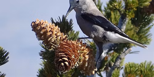Cool Subalpine Birding in The Clouds