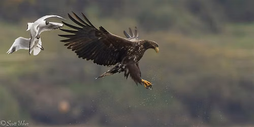 Raptor Watch
