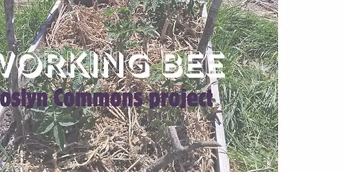 Working Bee : Roslyn Commons