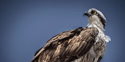 FREE AVAS Fourth Saturday Bird Walk