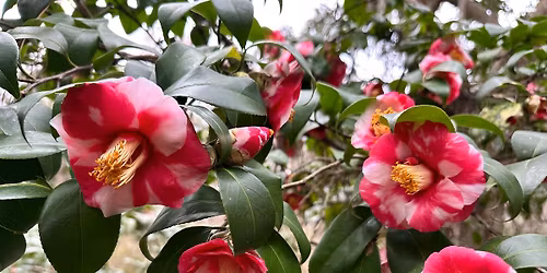 74th Annual Camellia Flower Show