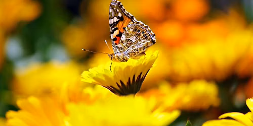 2nd Annual Butterfly Release 