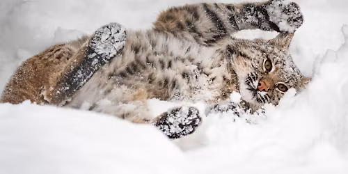 A Wild Christmas @ Speaking of Wildlfie