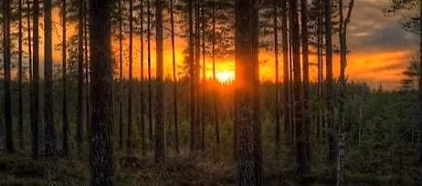 Sunset Forest Bathing