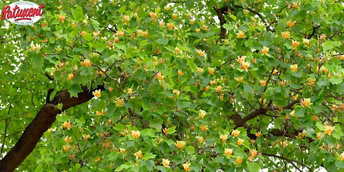 Gardening With Native Trees And Shrubs Seminar