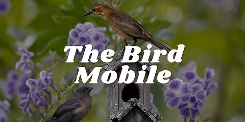 The Bird Mobile