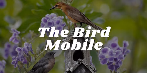 The Bird Mobile