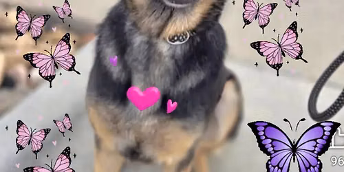 October 2026 Event - Peppy Pet Rescue \ud83d\udcab