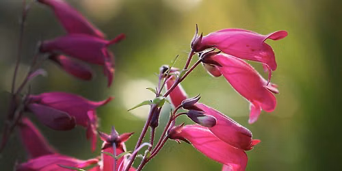 Salvia and Penstemon Festival