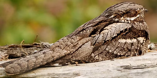 Nightjar walk