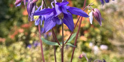 Spring Plant Sale \u2013 Members-only Preview Party