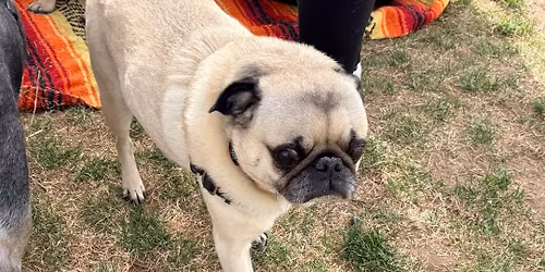 Pug Sunday 5\/24