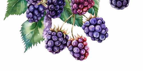 Blackberry Festival