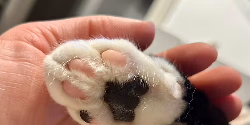 Support Sullivan Sanctuary Saturday Christmas Party