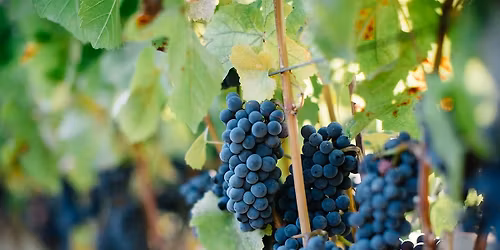 Winemaker Tasting with Mark Wentworth