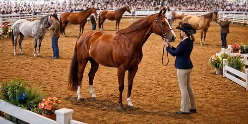 Winnebago 4-H Horse and Pony clinic (4-H members only)