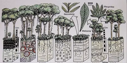 Presentation: Climate and Vegetation of Oregon Over the Past 50 Million Years