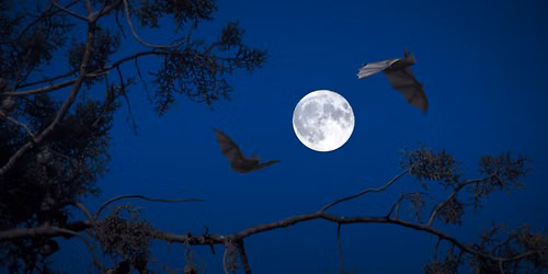 Bat & Nature Walk- SOLD OUT