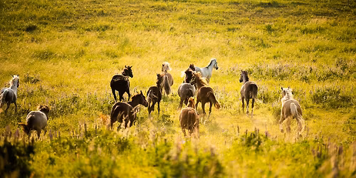 Ob\u00f3z Konny Powr\u00f3t do Przesz\u0142o\u015bci 